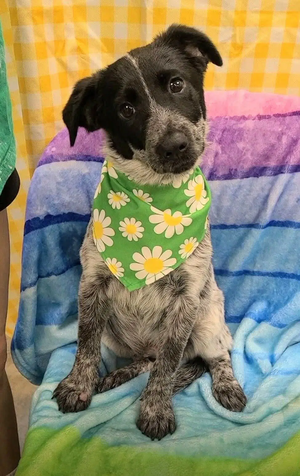 Flame Ny-Emily - Border Collie