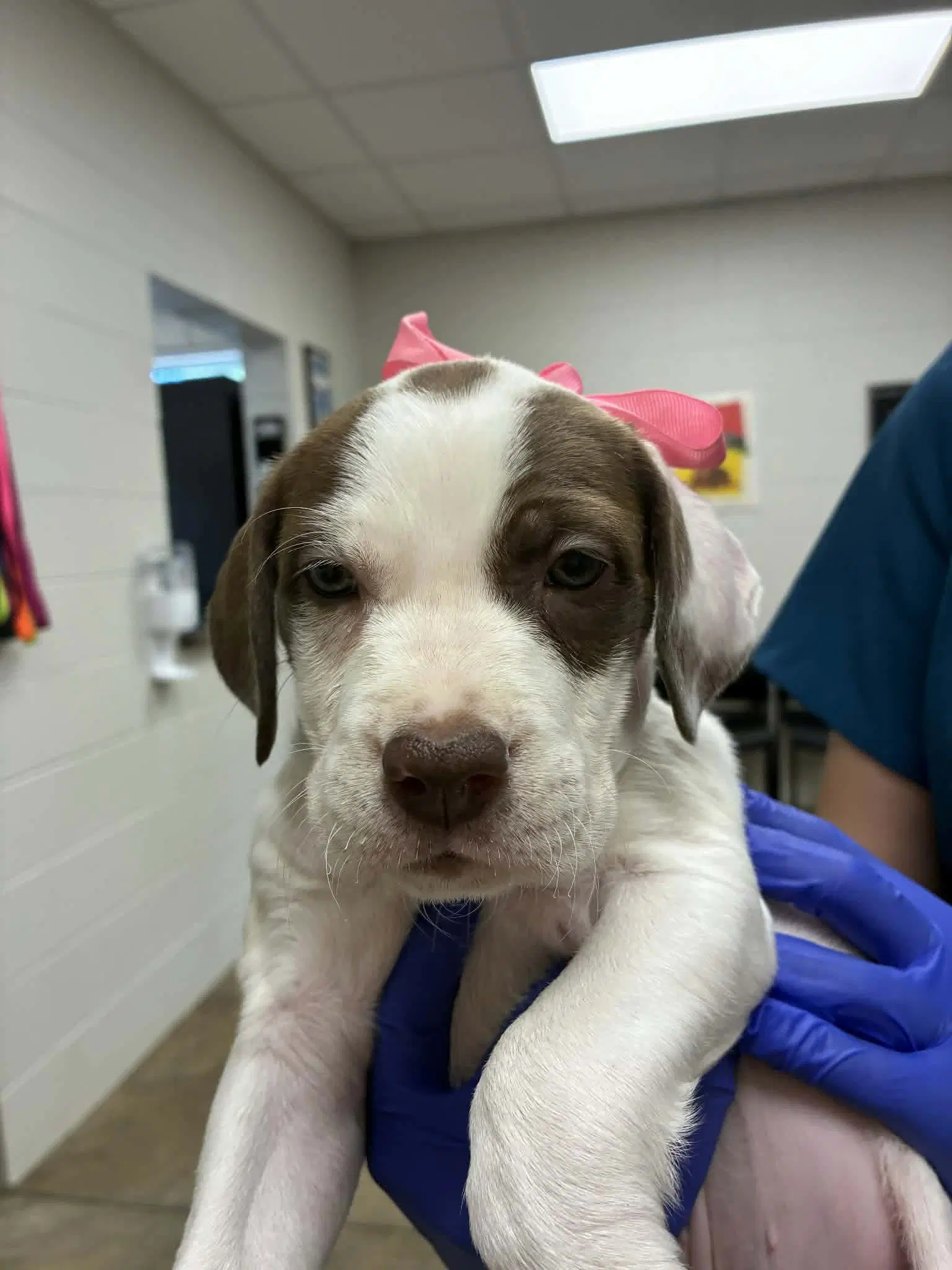Puppy A Ny-Emily - Bulldog