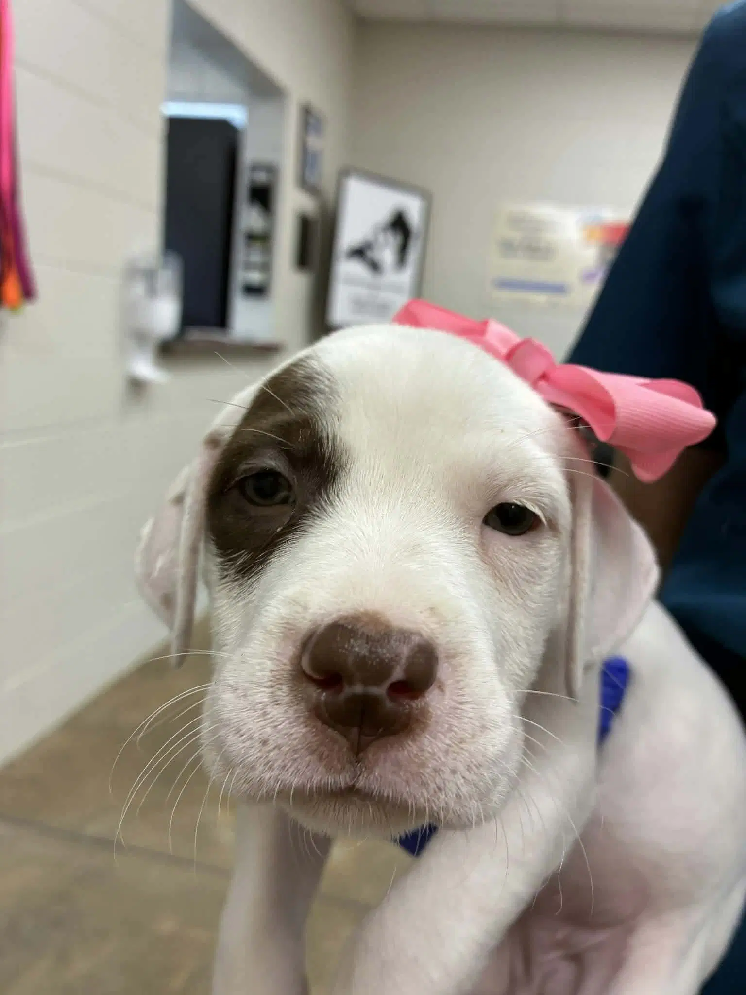 Puppy B Ny-Emily - Bulldog