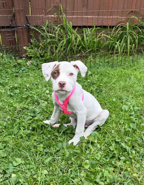 Puppy B (NY-Emily), a dog for adoption from East Coast Adoption Agency
