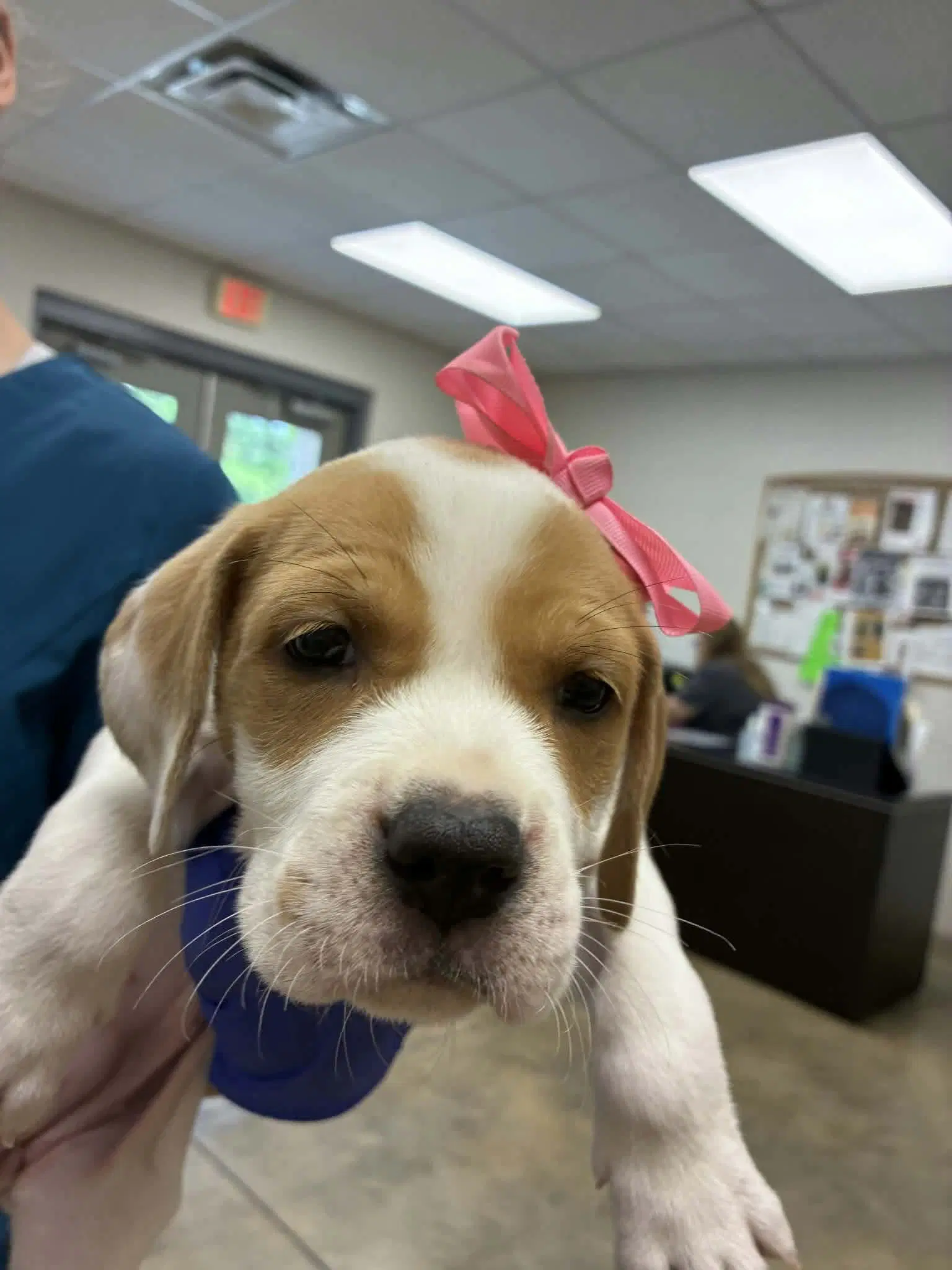 Puppy C Ny-Emily image 1