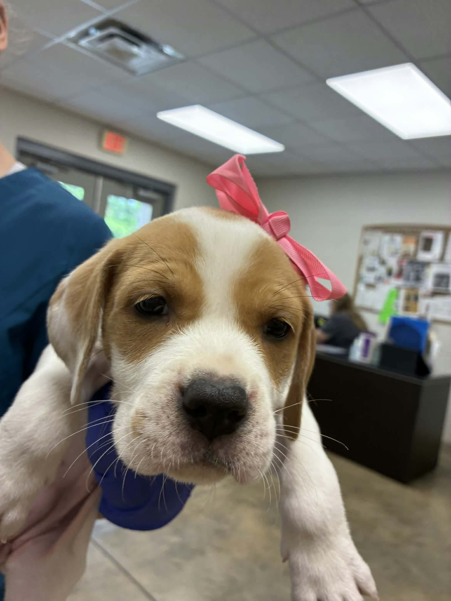 Puppy C Ny-Emily