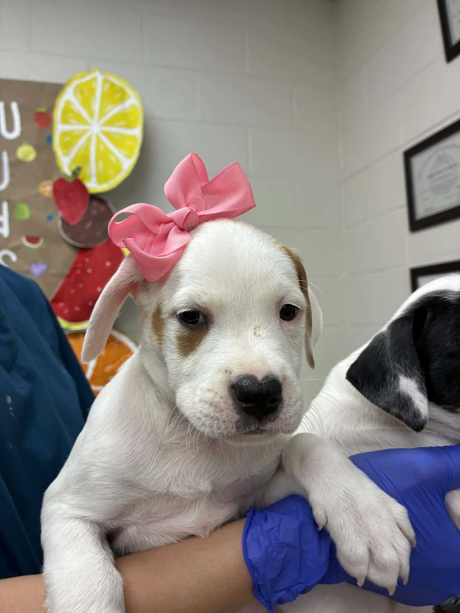 Puppy D Ny-Emily