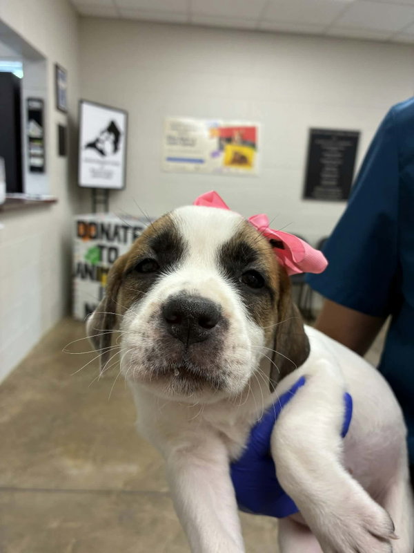Puppy E (NY-Emily)