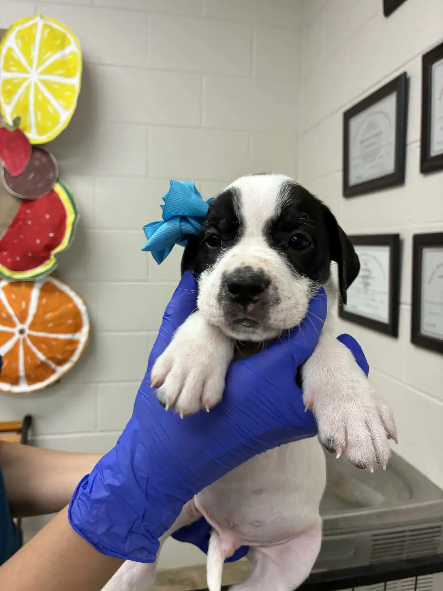 Puppy F Ny-Emily image 1
