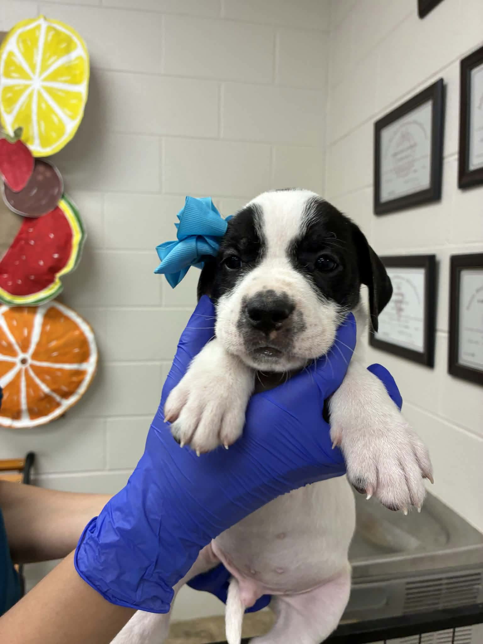 Puppy F Ny-Emily