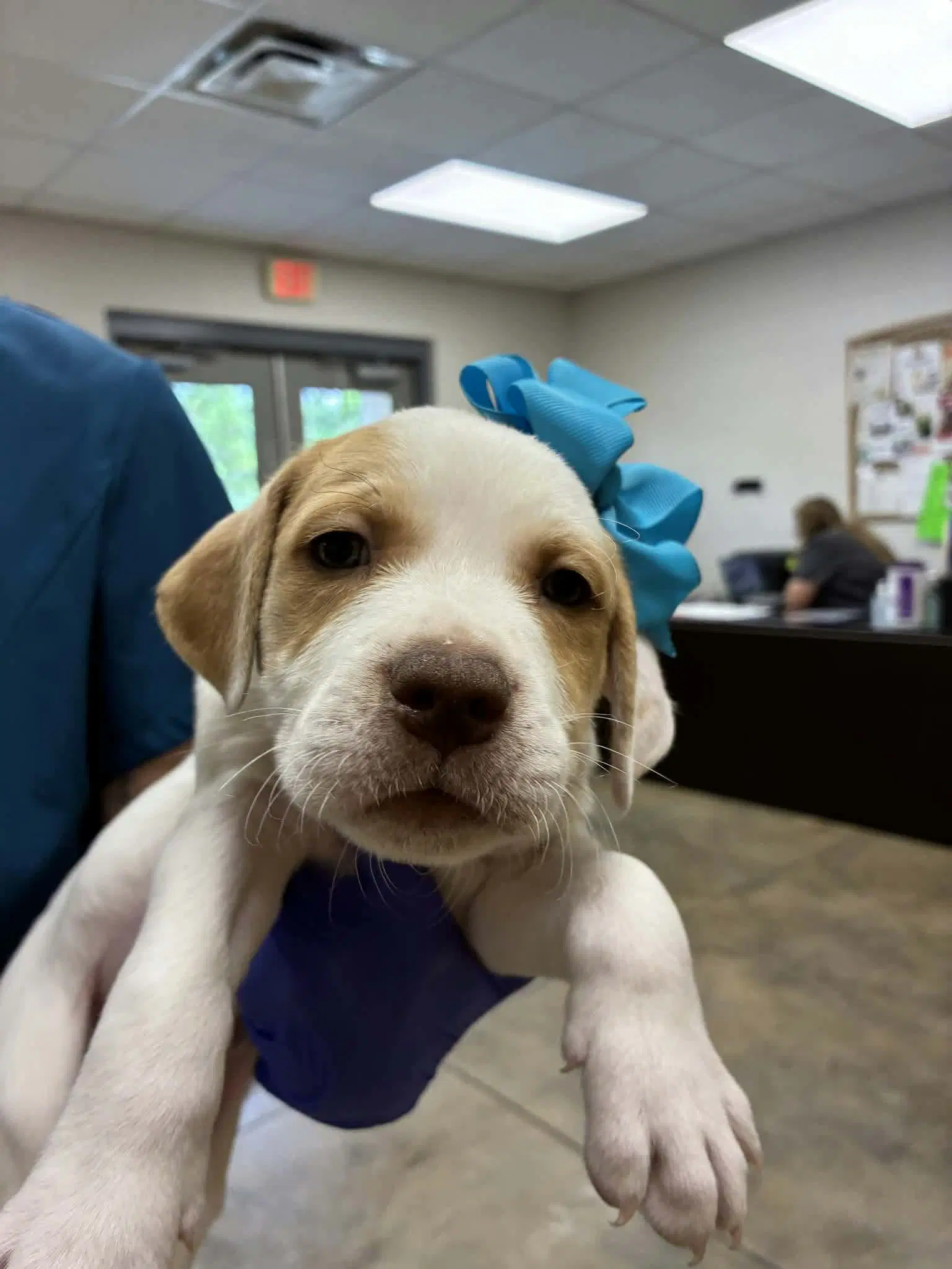 Puppy H Ny-Emily image 1