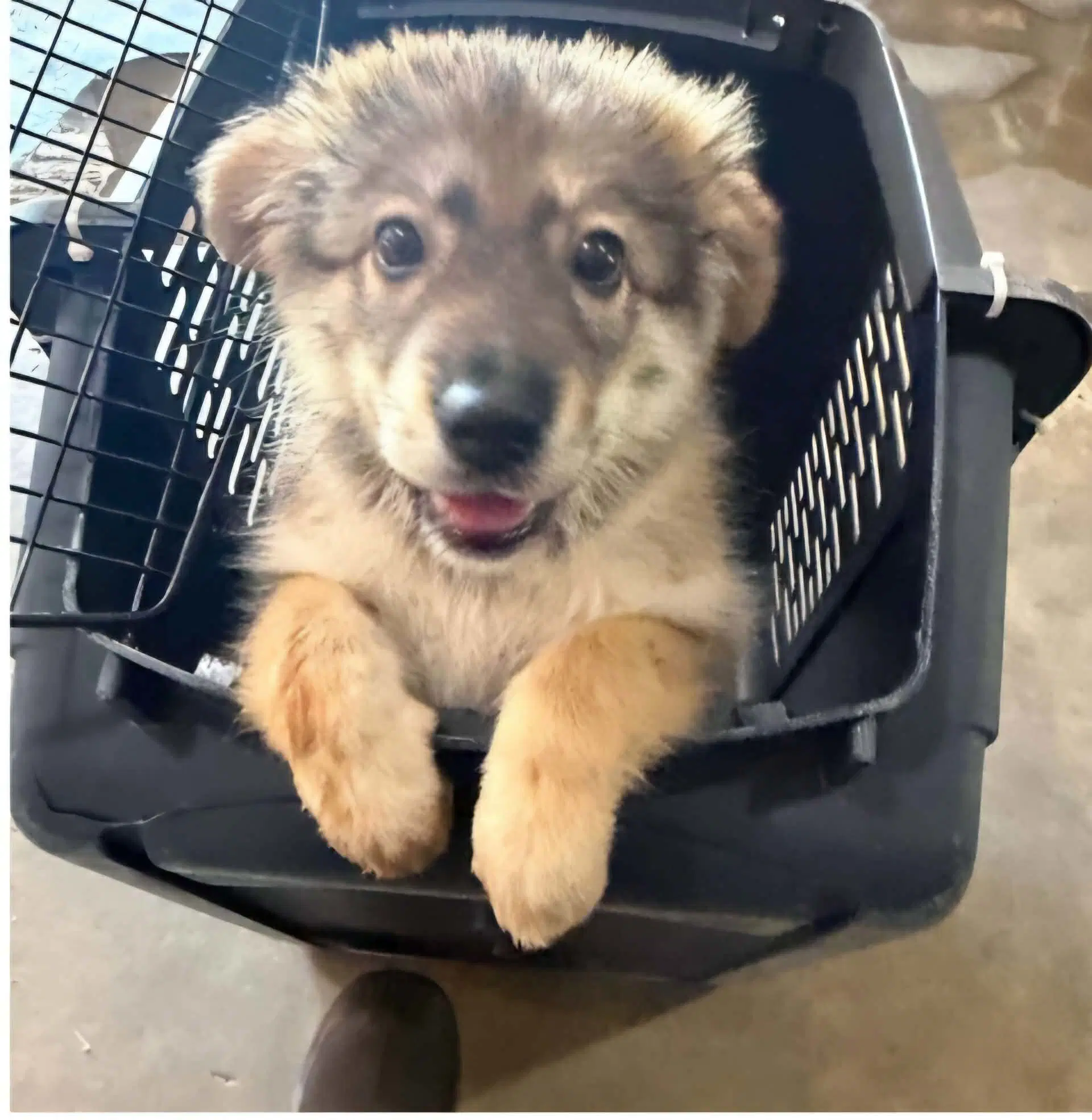 Zoey Ny-Sarah - German Shepherd Dog