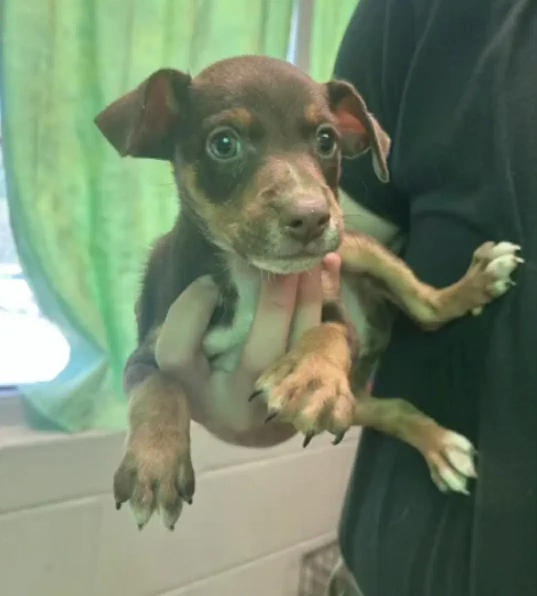 Fido Ny-Sarah - Chihuahua