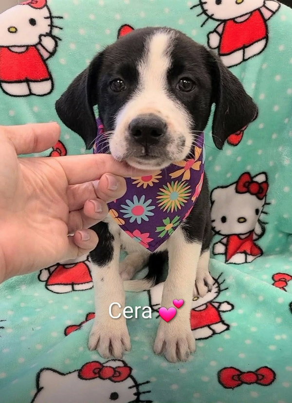 Cera (NY-Danielle)