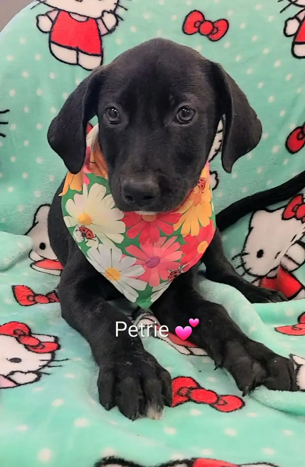 Petrie Ny-Danielle - Labrador Retriever
