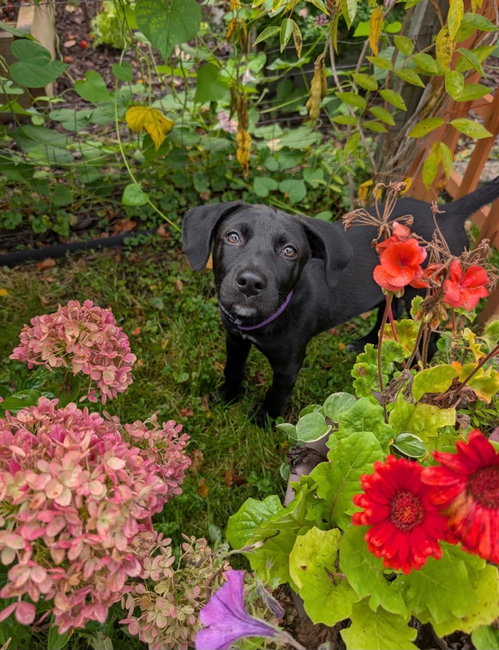 Petrie (NY-Danielle), a dog for adoption from East Coast Adoption Agency