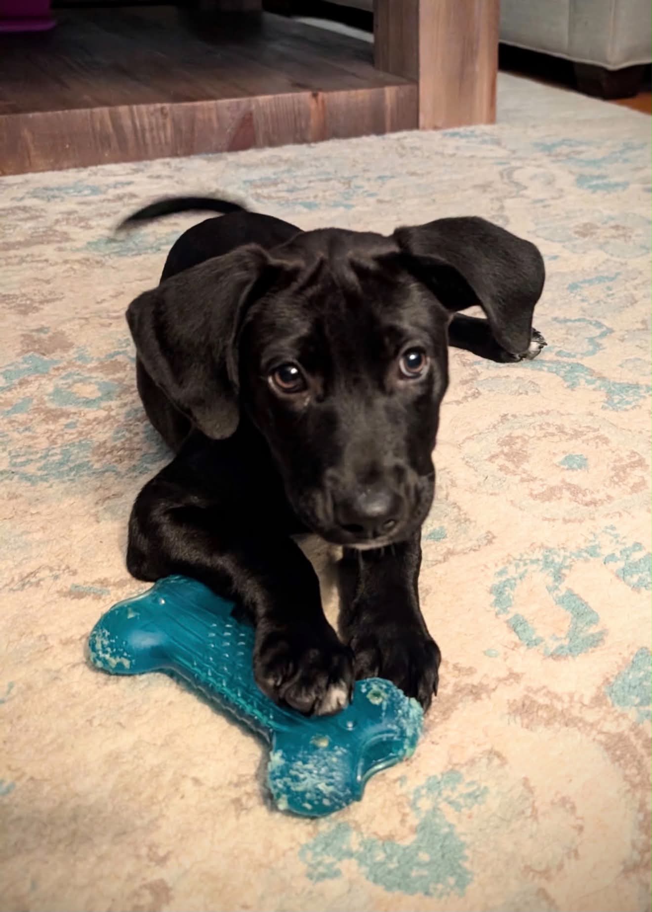 Luna (NY-Danielle), photo 2
