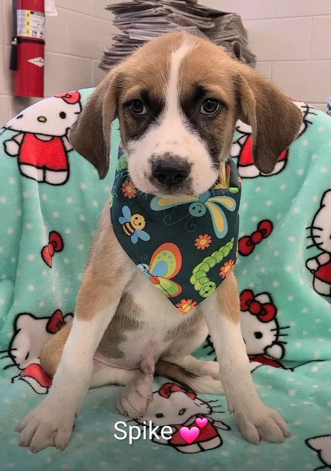 Spike Ny-Danielle - Labrador Retriever