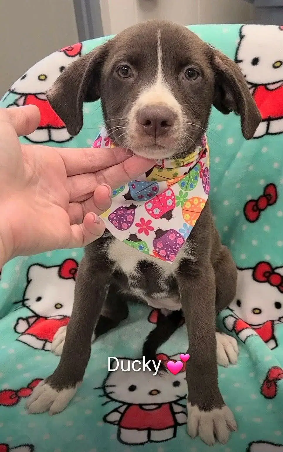 Ducky Ny-Danielle - Labrador Retriever