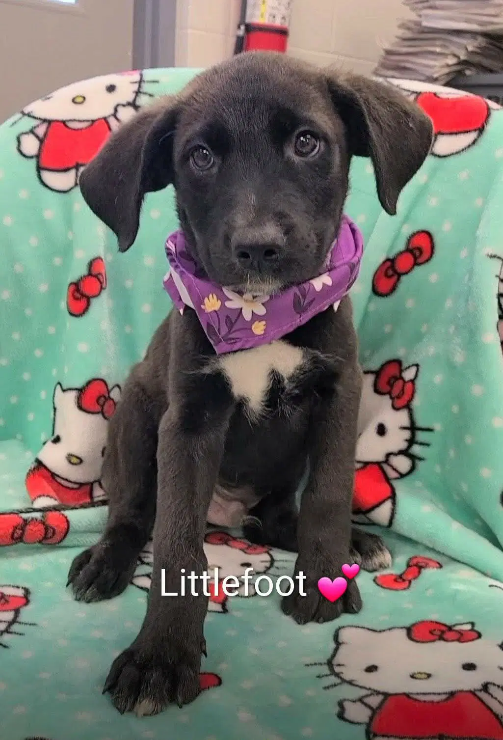 Littlefoot Ny-Danielle - Labrador Retriever