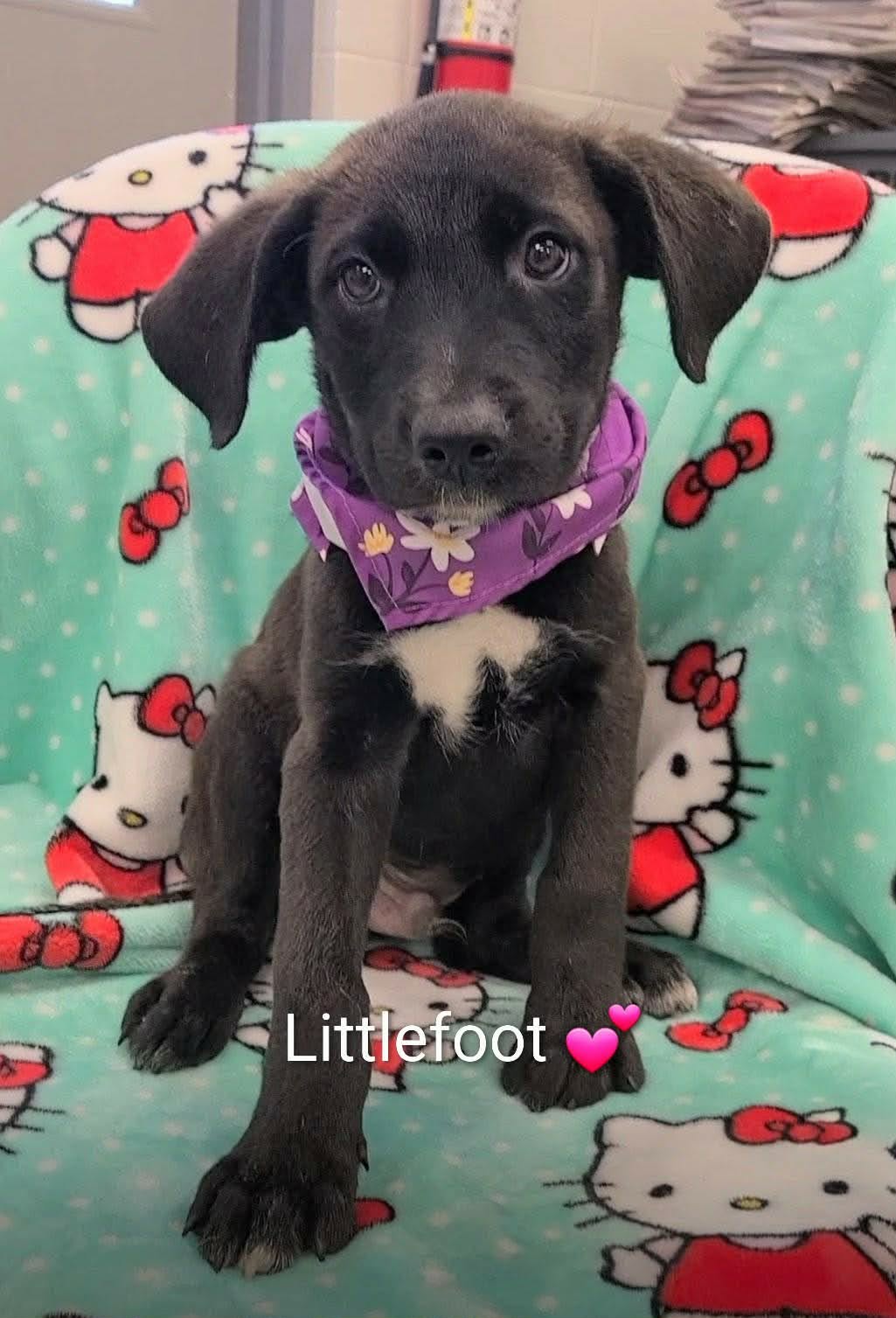 Littlefoot Ny-Danielle