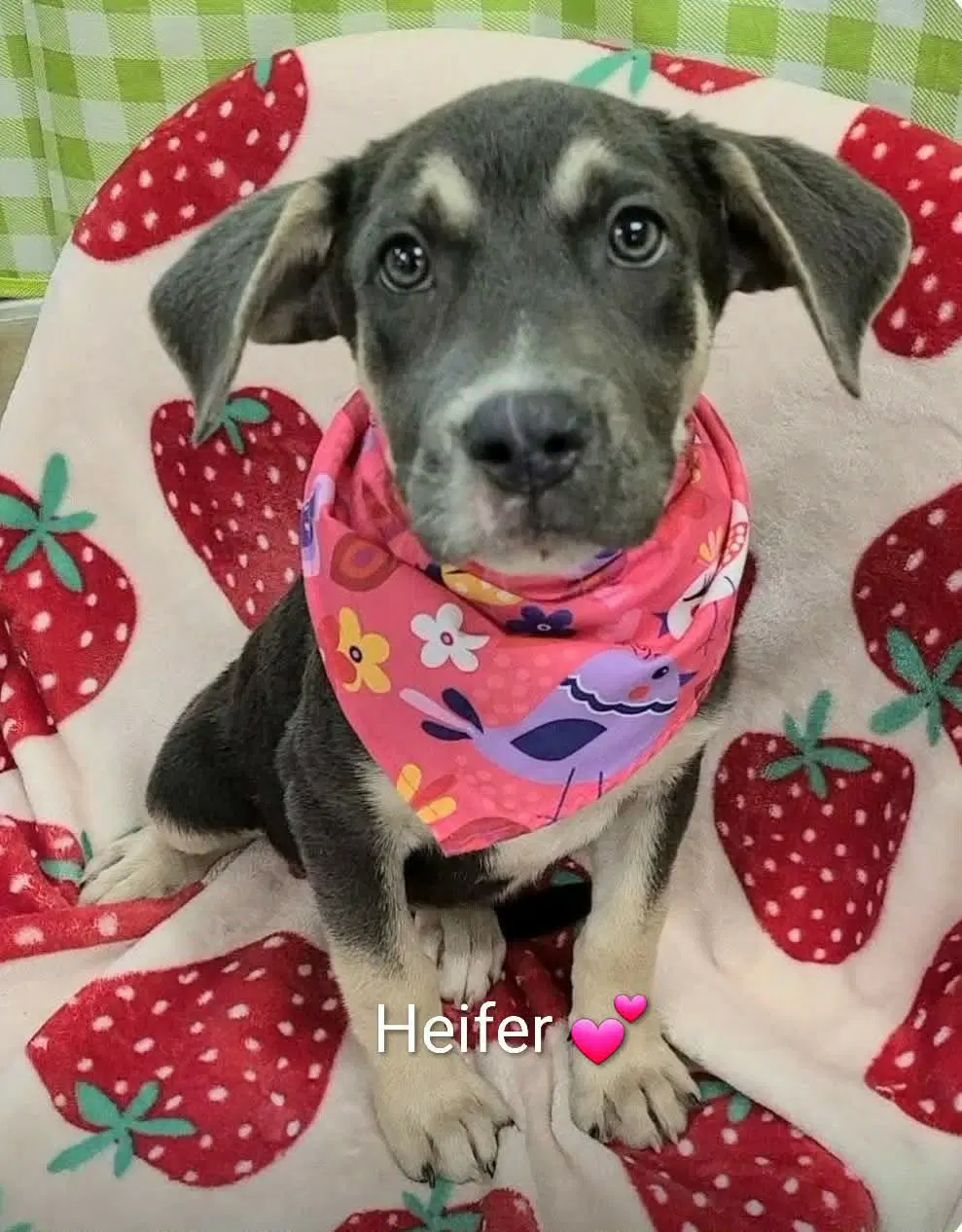 Heifer Ny-Shari - German Shepherd Dog