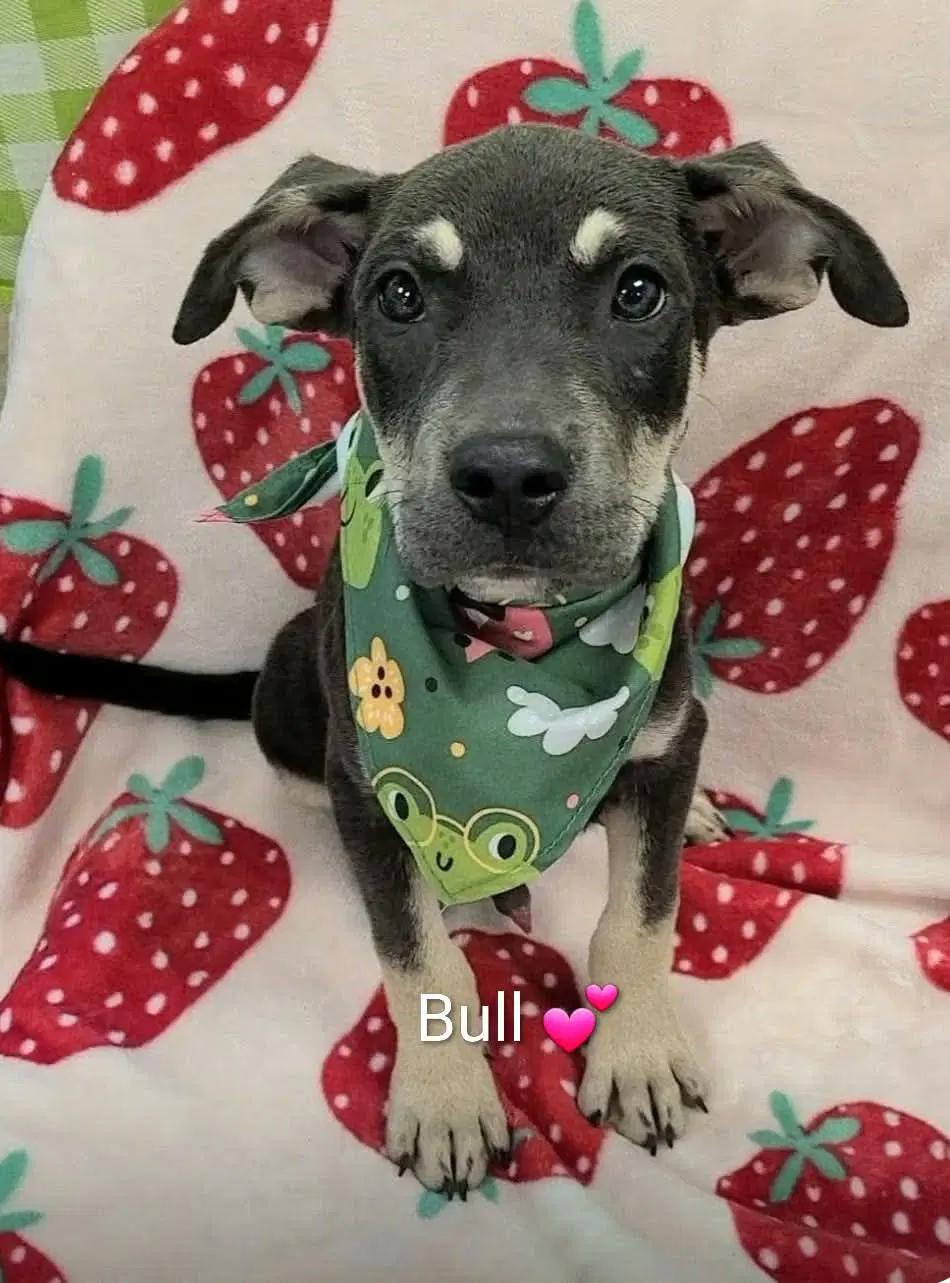 Bull Ny-Shari - German Shepherd Dog