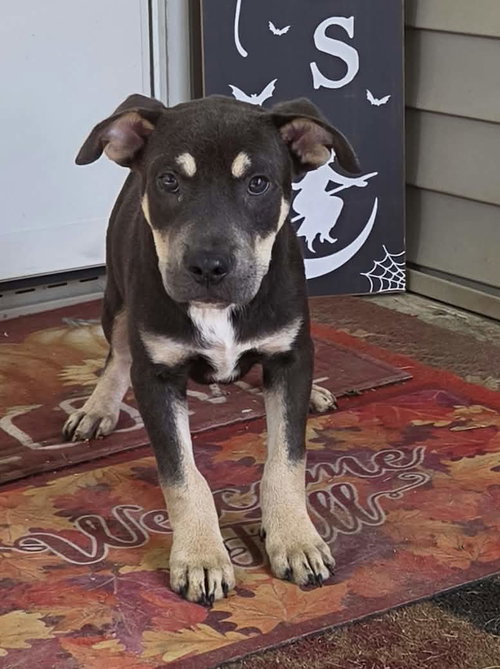 Bull (NY-Shari), a dog for adoption from East Coast Adoption Agency