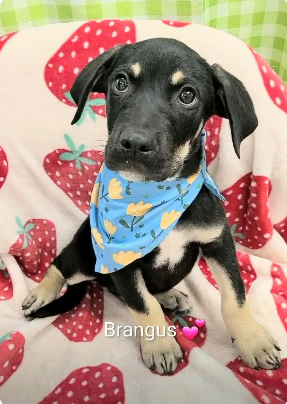 Brangus Ny-Shari - Rottweiler