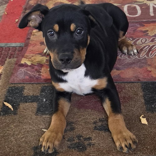 Brahman (NY-Shari), a dog for adoption from East Coast Adoption Agency