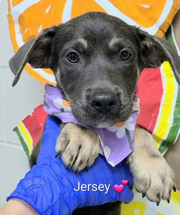 Jersey (NY-Shari)