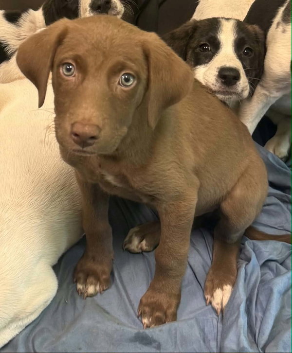 Luna (NY-Kara)