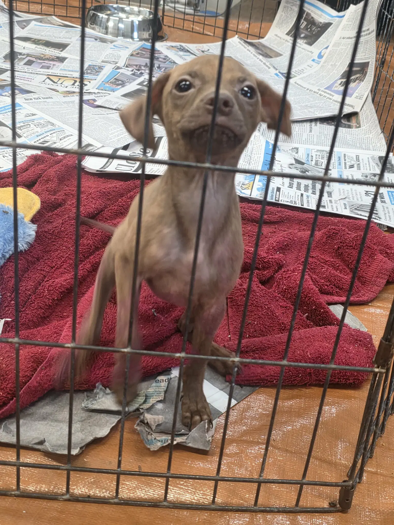 Honey Ny-Sarah - Chihuahua