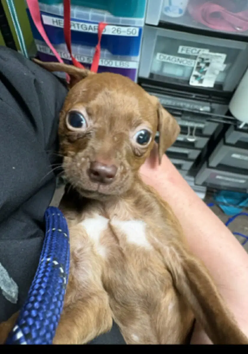 Harper Ny-Sarah - Chihuahua