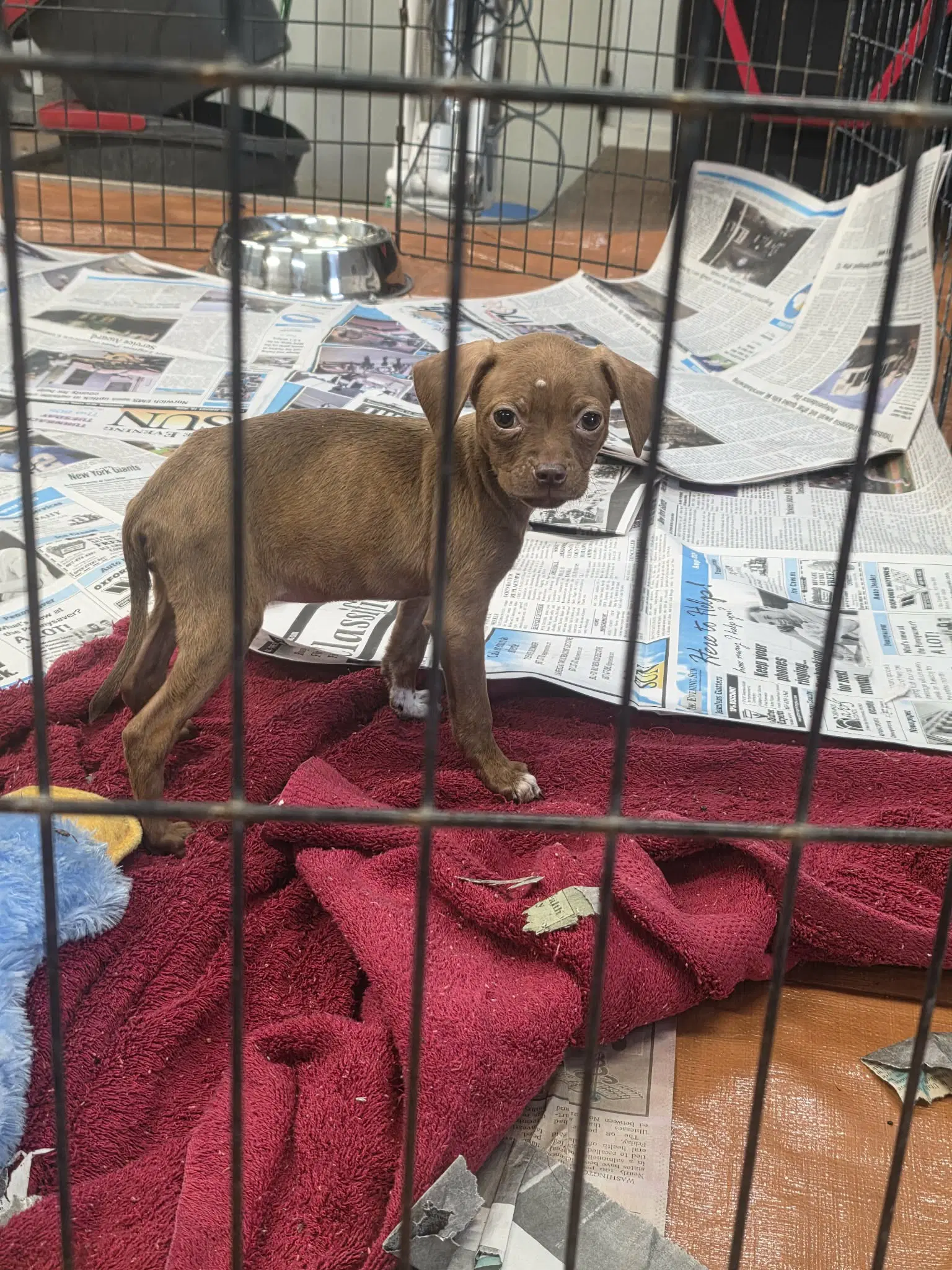 Harper Ny-Sarah - Chihuahua