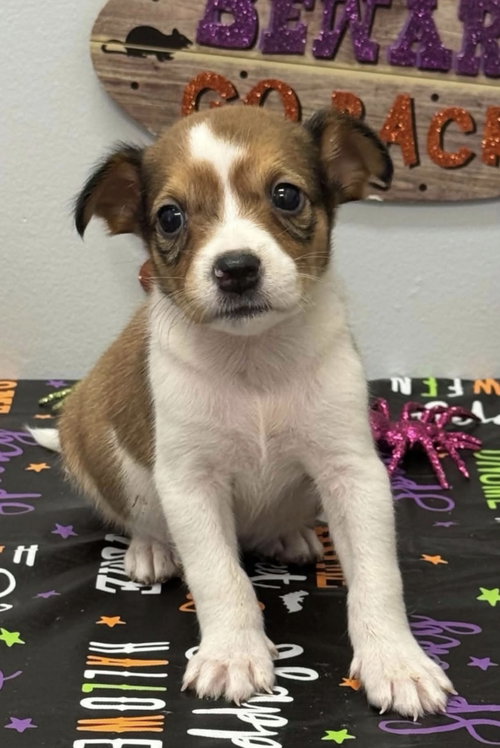 Trinity (NY-Sarah), a dog for adoption from East Coast Adoption Agency