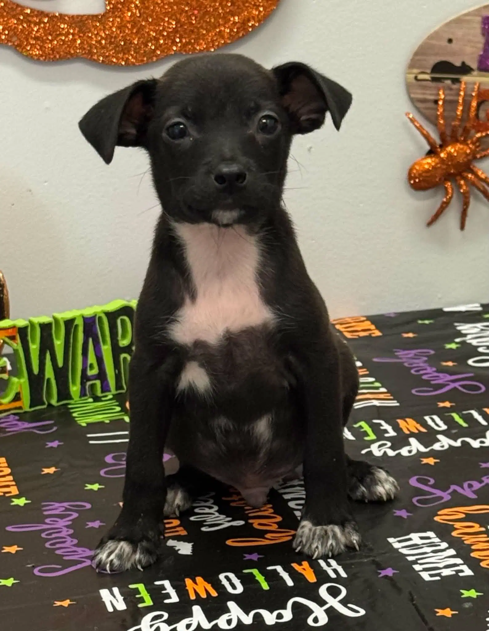 Teddy Ny-Sarah - Chihuahua