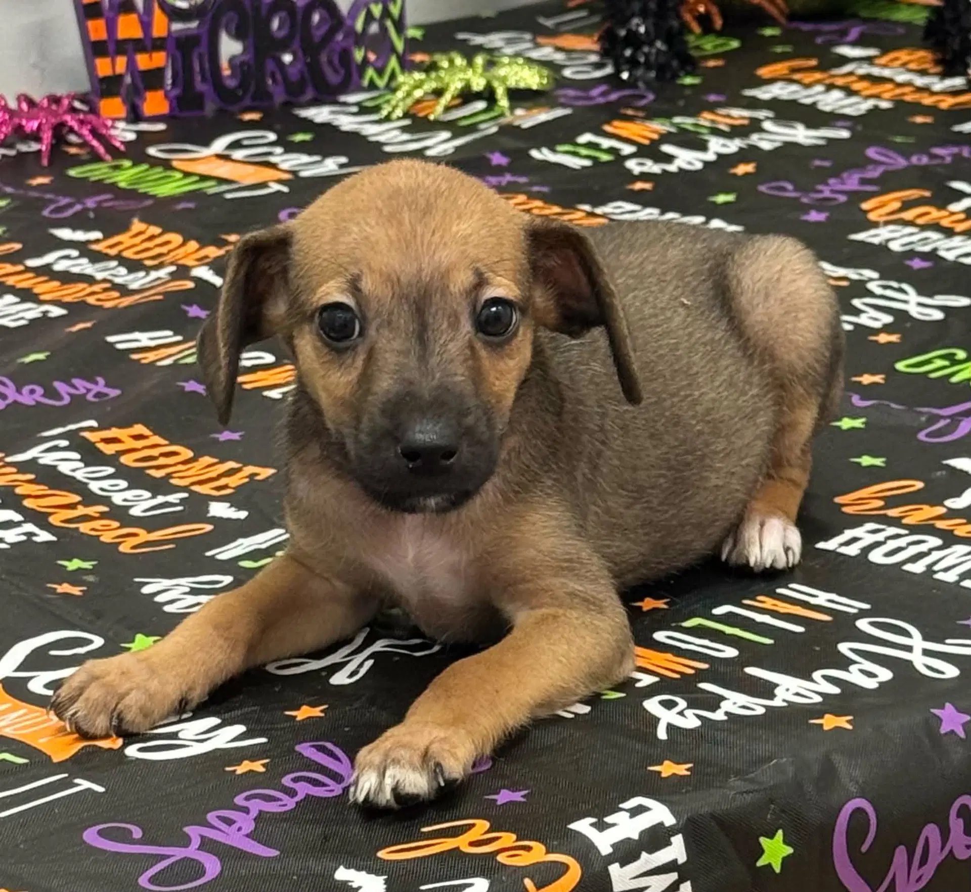 Tilly Ny-Sarah - Chihuahua