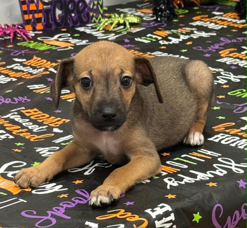Tilly (NY-Sarah)