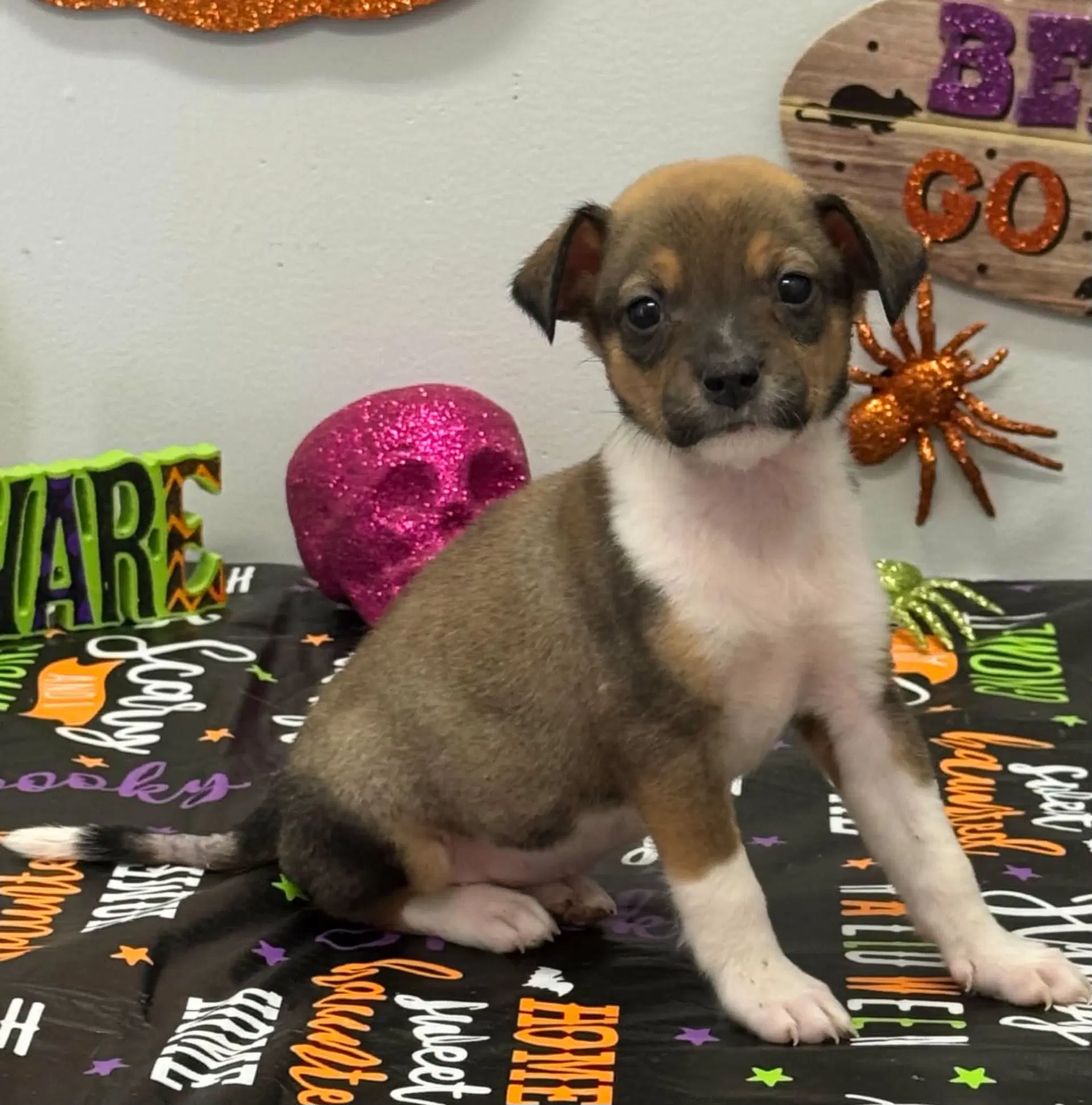 Tibby Ny-Sarah - Chihuahua
