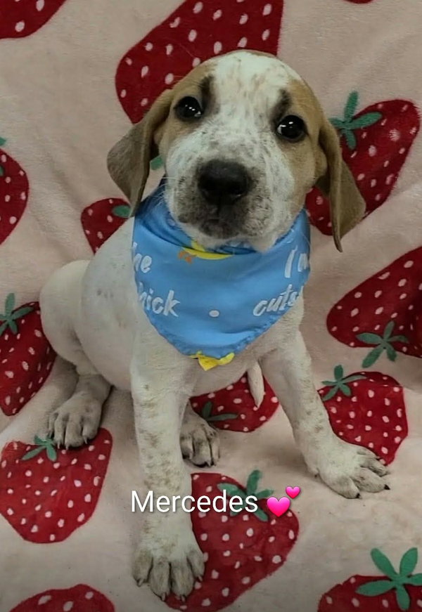 Mercedes (NY-Sarah)