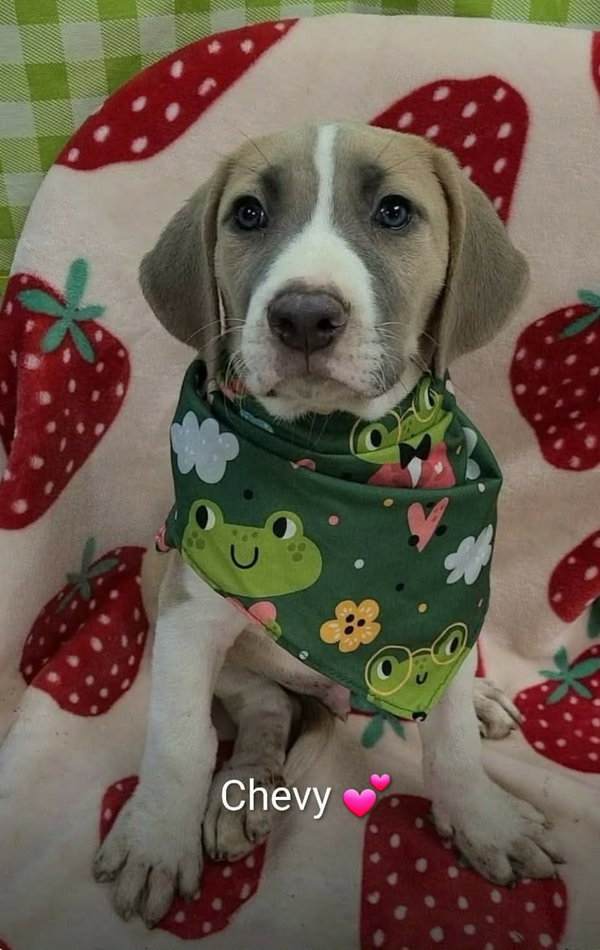 Chevy (NY-Sarah)