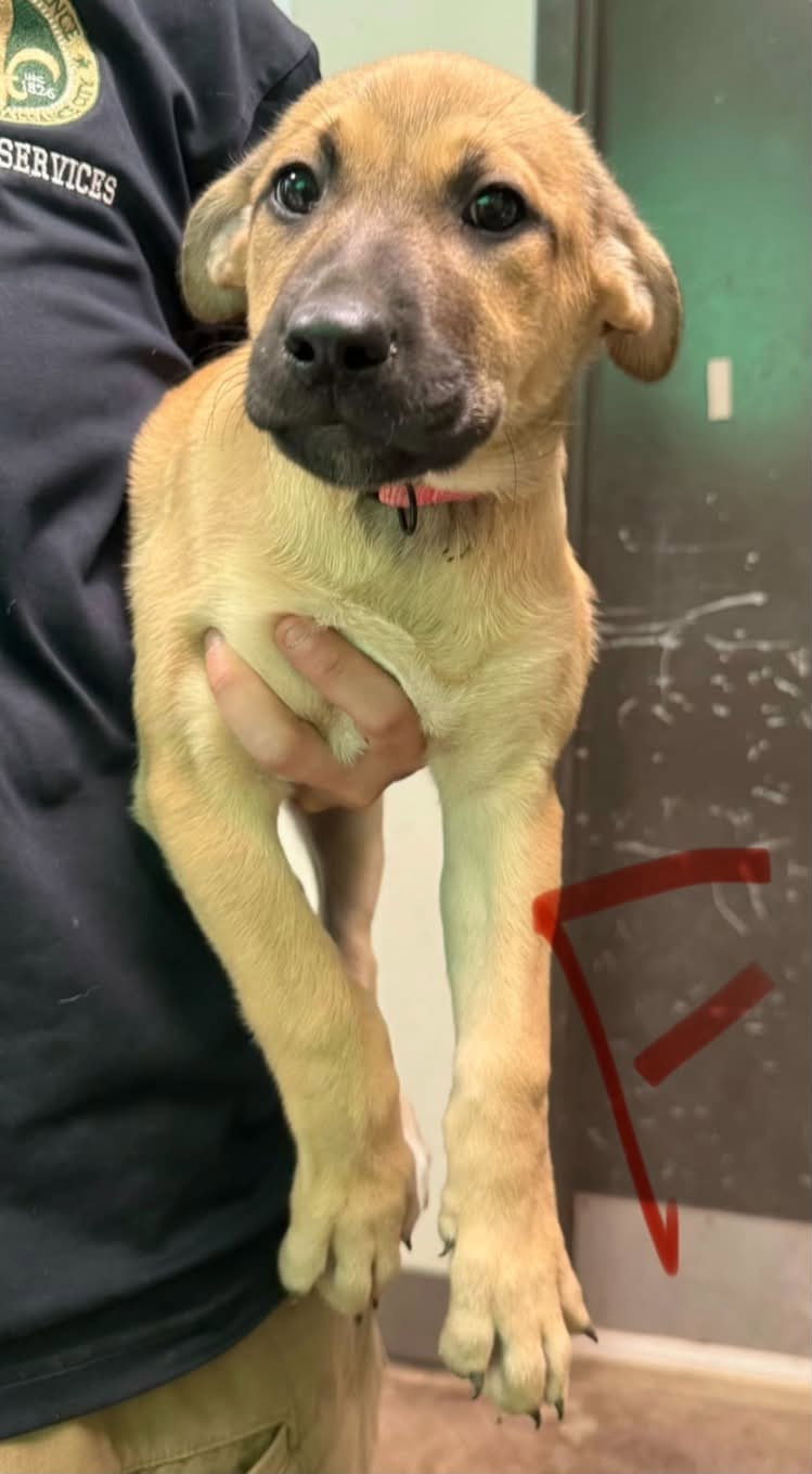 Sadie (NY-Emily), Belgian Shepherd Malinois