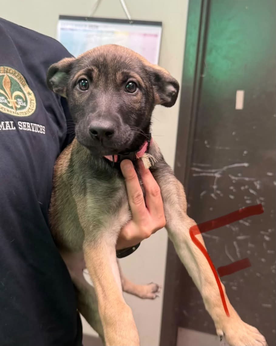 Stella (NY-Emily), Belgian Shepherd Malinois