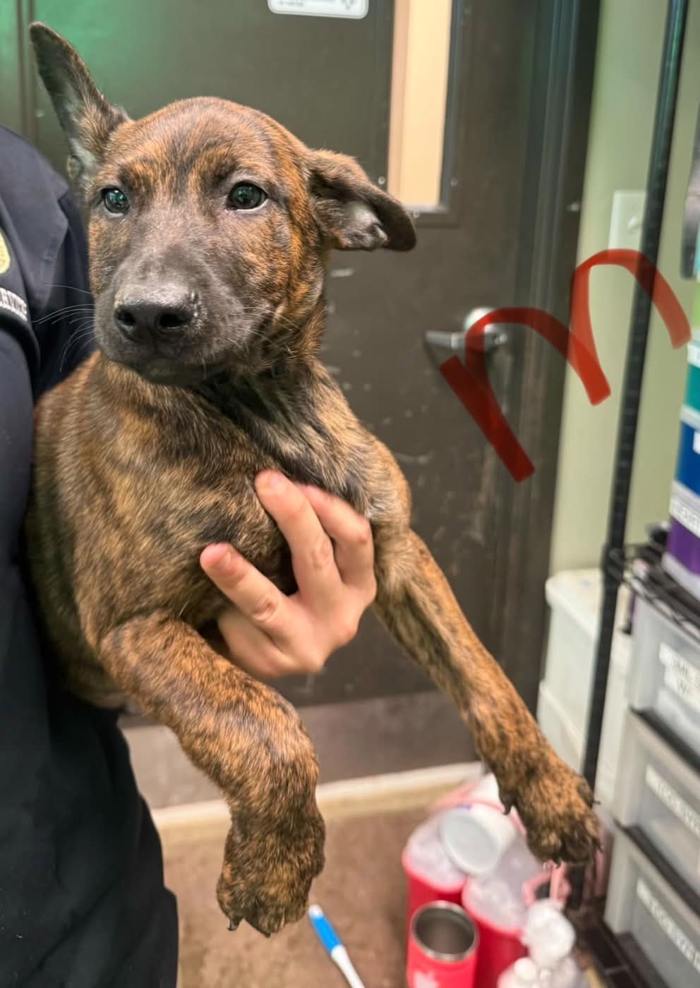 Spartan (NY-Emily), Belgian Shepherd Malinois