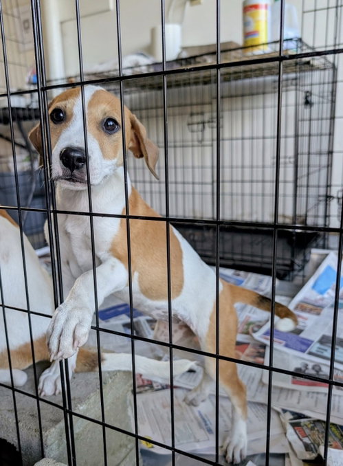 Nova (NY-Danielle), a dog for adoption from East Coast Adoption Agency