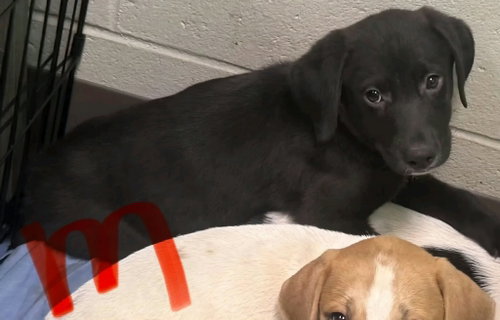 Photo 3 of Enzo (NY-Danielle)