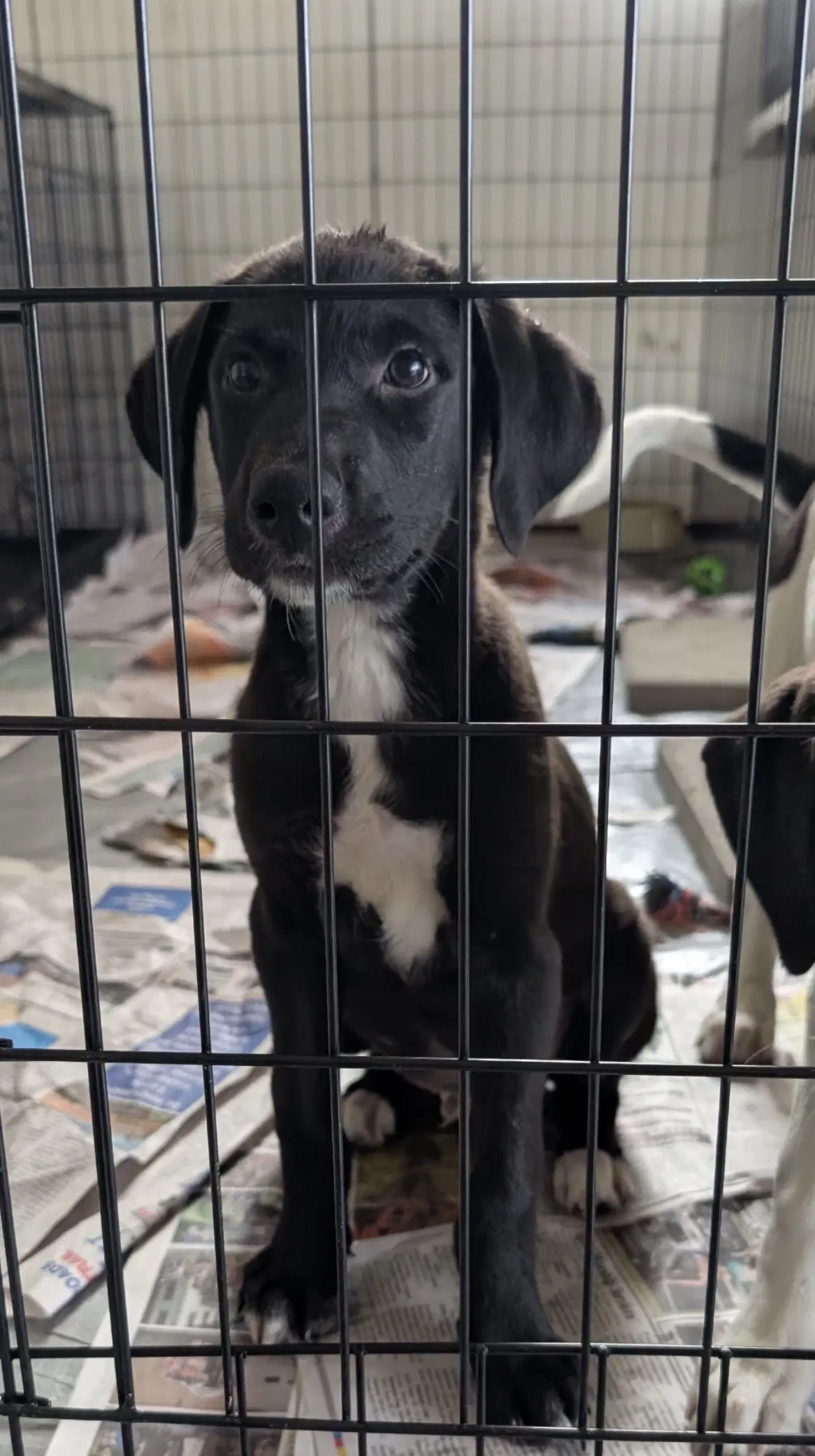 Enzo Ny-Danielle - Labrador Retriever