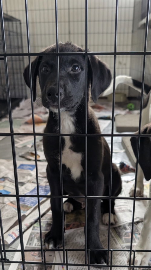 Enzo (NY-Danielle), a dog for adoption from East Coast Adoption Agency