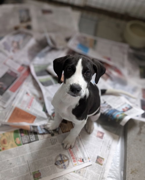 Eddie (NY-Danielle), a dog for adoption from East Coast Adoption Agency