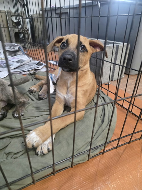 Ivy (NY-Sarah), a dog for adoption from East Coast Adoption Agency