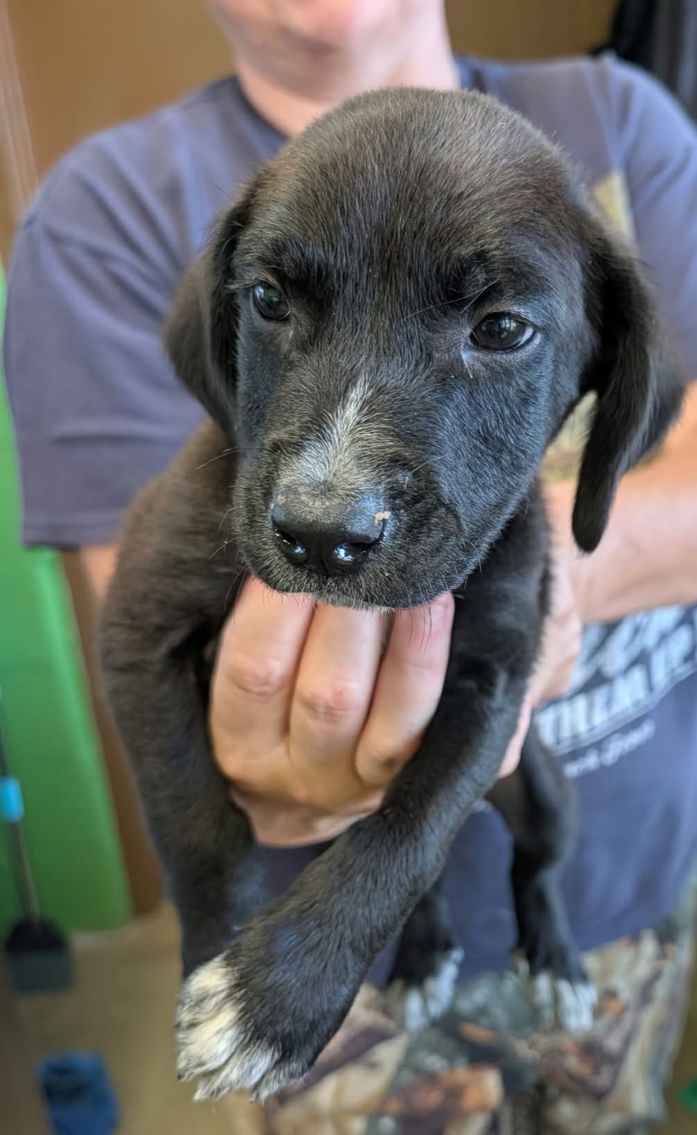 Ryder (NY-Sarah), Labrador Retriever
