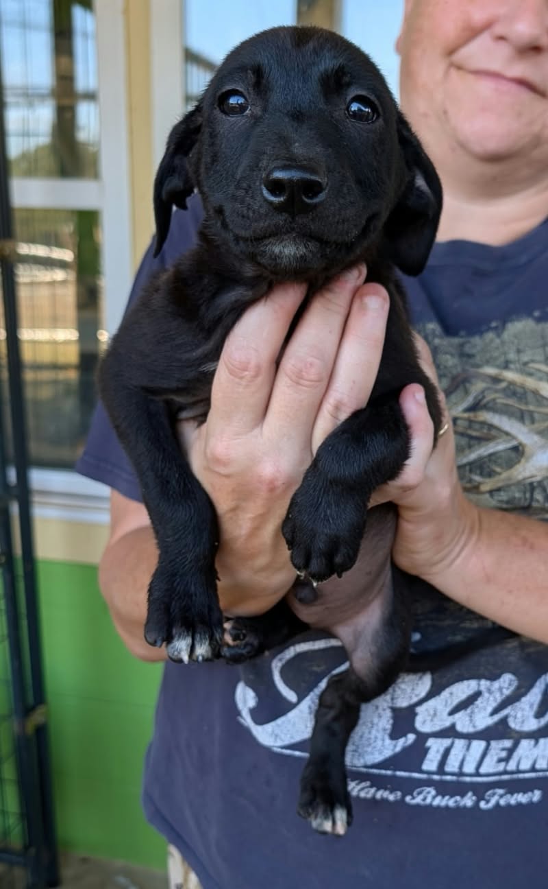 Rex (NY-Sarah), Labrador Retriever