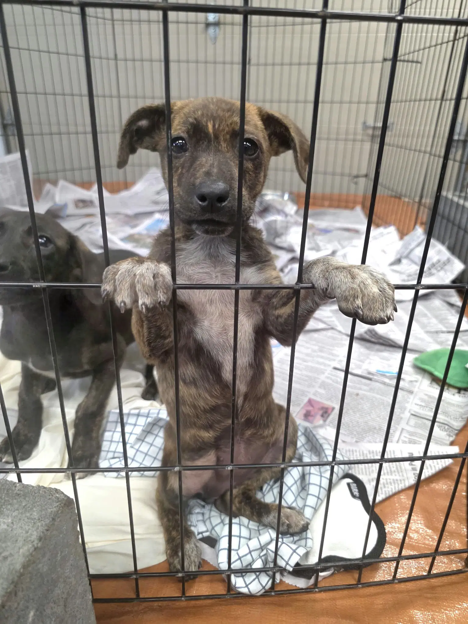 Ridge Ny-Sarah - Mountain Cur